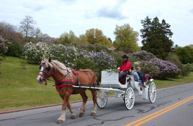 Picture -  The Weather Is Looking Good For The Rest Of The Lilac Festival. Take A Carriage Ride In The Park. Fresh 11:53 AM May 17th 2005 POD. - Rochester NY Picture Of The Day from RocPic.Com spring summer fall winter pictures photos images people buildings events concerts festivals photo image at new images daily Rochester New York Fall I Love NY I luv NY Rochester New York 2005 POD view picture photo image pictures photos images