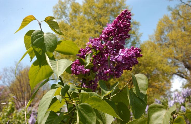 Picture -  One Of The Many Varieties Of Lilacs Now In Bloom That You May See At The Lilac Festival. 24 Hour Fresh 2:22 PM. May 20th 2005 POD - Rochester NY Picture Of The Day from RocPic.Com spring summer fall winter pictures photos images people buildings events concerts festivals photo image at new images daily Rochester New York Fall I Love NY I luv NY Rochester New York 2005 POD view picture photo image pictures photos images