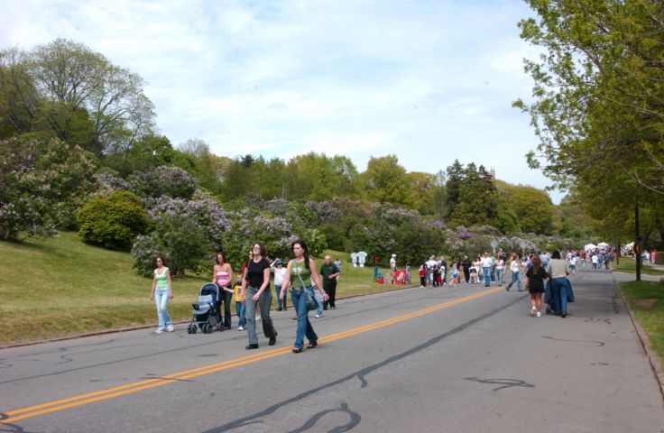 Picture -  People Strolling On Highland Ave Enjoy The Sights And Scents Of The Lilac Festival. Fresh 3:11 PM. May 21st 2005 POD. - Rochester NY Picture Of The Day from RocPic.Com spring summer fall winter pictures photos images people buildings events concerts festivals photo image at new images daily Rochester New York Fall I Love NY I luv NY Rochester New York 2005 POD view picture photo image pictures photos images