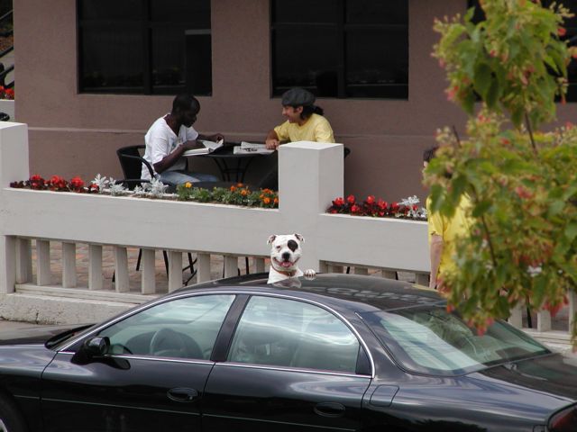 Picture A Pit Bull stays cool by popping his head out through the moon roof while waiting for it's owner to return with refreshments. Rochester NY Picture Of The Day from DigitalSter.Com & RocPic.Com spring summer fall winter pictures photos images people buildings events concerts festivals photo image at digitalster.com new images daily 2003 Rochester New York Spring I Love NY I luv NY Rochester New York Jun 21st 2003 POD spring view picture photo image pictures photos images